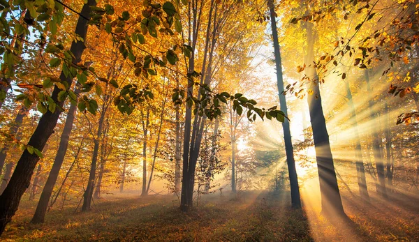 Magic Autumn Captured Coniferous Forest Morning Mist Sunshine Illuminating Beauty — Fotografia de Stock