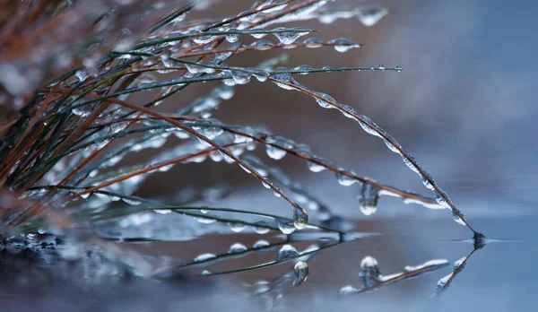 Kış Beraberinde Etrafımızdaki Dünyanın Büyülü Bir Dönüşümünü Getiriyor Fotoğraf Çimenlerin — Stok fotoğraf