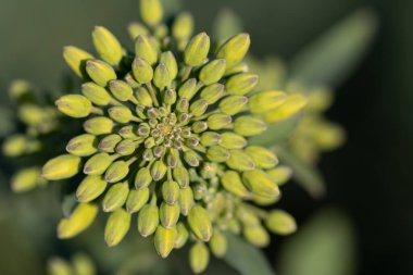 Güneş ışığındaki kolza tohumlarının altın parıltısı yenilenmenin ve yeni başlangıçların sembolü.