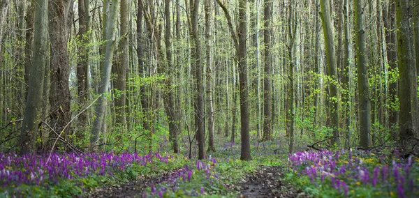 Tűnj Cordyline Virágok Varázslatos Szépségében Egy Buja Erdőben Masszív Földút — Stock Fotó