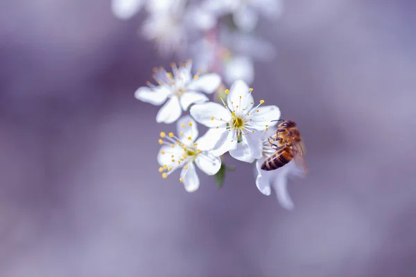 bee harvesting pollen from a fruit tree blossom. The selective focus creates a beautiful blurred effect in the background, drawing the eye to the bee and flower in the foreground