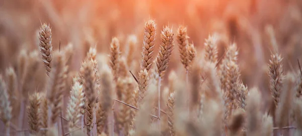 Experience the abundance of nature with this selective focus shot of mature wheat heads