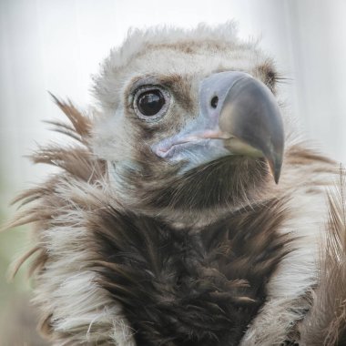 Gyps 'in Cazibesi: Kuşun Gizemli Güzelliği ile Samimi Bir Karşılaşma
