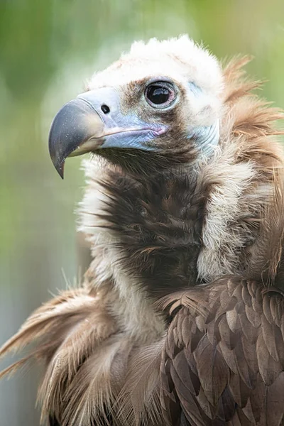 Regal Gyps Captivating Portrait Avian Nobility Nature Kingdom — Stock Photo, Image