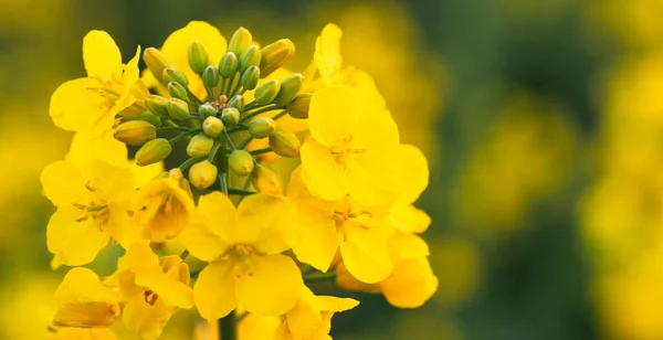 Feld Mit Leuchtend Gelben Rapsblüten Unter Einem Strahlend Blauen Himmel — Stockfoto