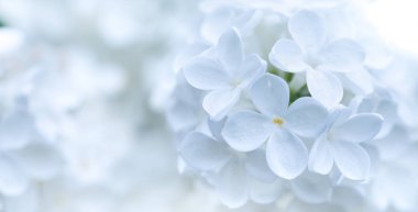 Huzurlu Fısıltılar: Beyaz Leylakların Nazik Bir Arkaplana Karşı Ayarlanmış Bir Resmi