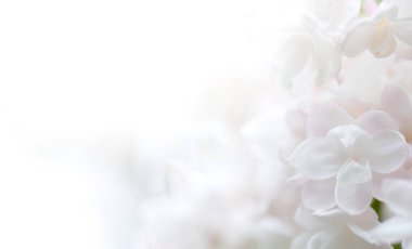 Ethereal Harmony: Beyaz Leylak Çiçekleri Serenely Out-Focus Ayarında Dans Ediyor