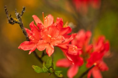 Kızıl Fısıltılar: Nazik bir Görüntü 'ye karşı Azalea Çiçeklerinin Zarafetini Yakalamak