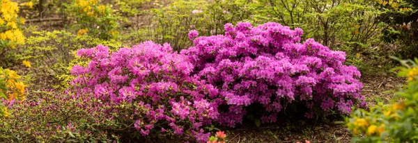 Allure Azaleas Purpurowe Kwiaty Przekształcające Projekt Krajobrazu — Zdjęcie stockowe