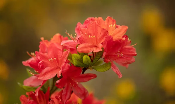 stock image Blurred Elegance: Red Azalea Blossoms Enhancing a Soft-Focus Background