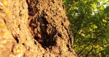 Doğanın Yüreğinde Senfoni: Ağaçta filizlenen bal arılarına tanıklık etmek