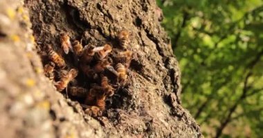 Gizli Bal Yapıcılar: Arıların Ağaç İçindeki Evlerinde Canlı Yaşamlarını Yakalıyorlar