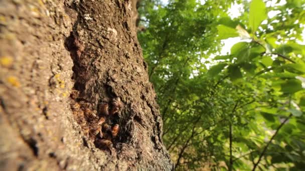 Glimpse Natures Harmony Honeybees Thriving Tree Hollow — Stock Video
