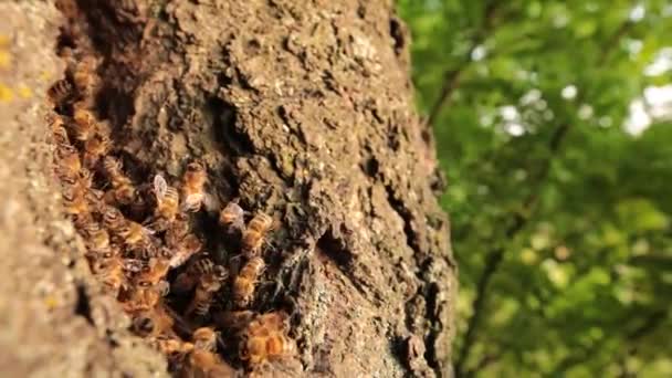 洞穴中的生命 捕获蜜蜂及其蜂窝的居所 — 图库视频影像