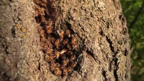 蜂が繁栄する場所 木の洞窟で蜂蜜の隠された世界を明らかにする — ストック動画