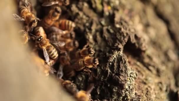 Naturezas Arquitetos Testemunhando Bustle Honeybees Construindo Sua Casa Oco — Vídeo de Stock