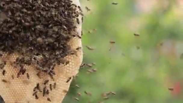 Natures Bounty Včely Sbírání Med Opakovaně Použitelných Voskových Hřebenů — Stock video