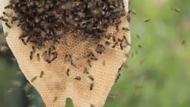 Včelařství Včely Sklízející Med Opakovaně Použitelného Voskového Hřebenu — Stock video