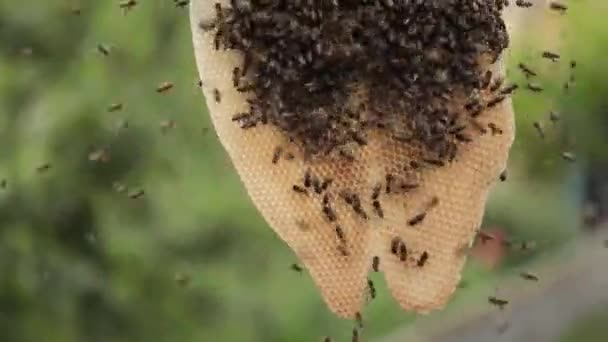 リニューアルのネクター 蜂が再生されたワックスコムから蜂蜜を集める — ストック動画