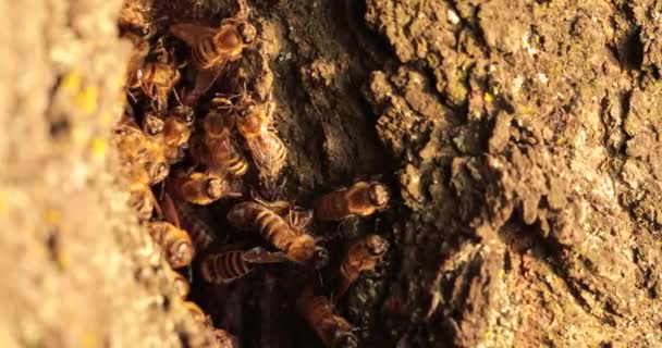 Natury Buzzing Siedziba Przechwytywanie Ukrytego Świata Pszczół Miodnych Drzewie Hollow — Wideo stockowe