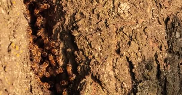 Enchanting Buzz Odsłonięcie Spokojnego Siedliska Pszczół Miodnych Dziurze — Wideo stockowe
