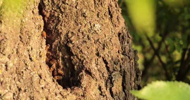 自然の中で最も甘い天国 ハニービーが木の空洞で繁栄するのを目撃する — ストック動画