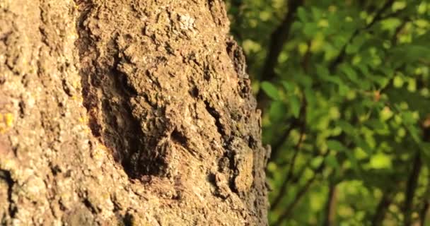 Buzzing Harmony Exploring Fasfascinating World Honeybees Tree Cavity — стоковое видео