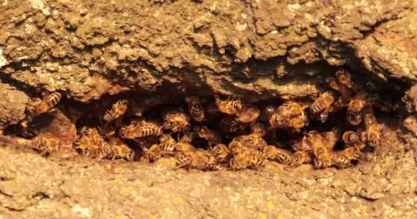 Pod Korą Odkrywanie Intrygującego Życia Pszczół Miodnych Pustce Drzewie — Wideo stockowe