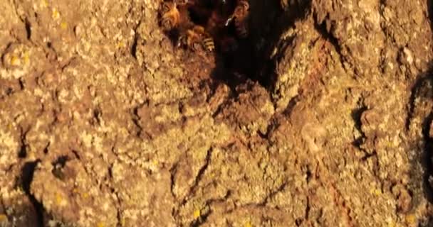 嗡嗡作响的大都市 揭示树洞中的蜂群 — 图库视频影像