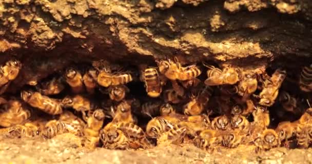 Nektar Koleksiyoncuları Bir Ağaç Deliğinde Yaşayan Bal Arıları Dünyasında Daldırma — Stok video