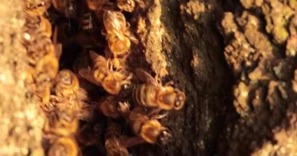 Méhészet Csodái Méhek Elbűvölő Élőhelyének Felfedezése Egy Fás Üregben — Stock videók