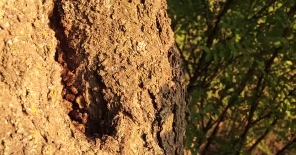Spojrzenie Królestwo Pszczół Odkrywanie Nawyków Gniazdowania Pszczół Miodnych Jamie Drzewa — Wideo stockowe