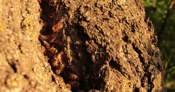 自然のミツバチシンフォニー ミツバチの木の家でミツバチの調和のとれた生活を観察する — ストック動画