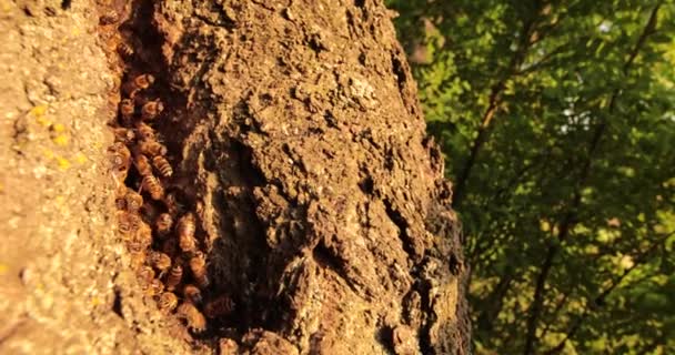 Natures Sweet Futts Обнаружение Медоносных Пчел Спрятавшихся Доме — стоковое видео