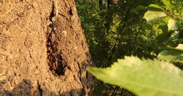 Honeybees Hidden Haven Revelando Sua Habitação Uma Árvore Oca — Vídeo de Stock
