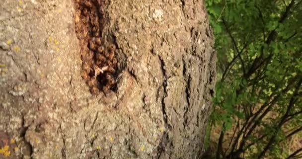 Naturer Pollinatörer Observation Honungsbins Vitala Roll Deras Ihåliga Hem — Stockvideo