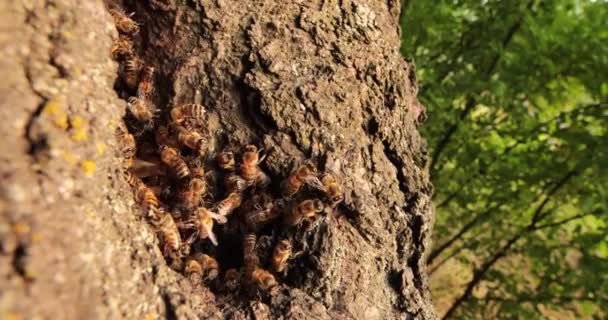 Naturer Tiny Arkitekter Vittna Honungsbin Trivs Ett Träd Ihåliga — Stockvideo
