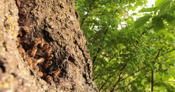 Buzzing Abyss Exploring Hidden World Honeybees Hollow — стоковое видео