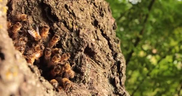 Rejtett Zümmögés Mézelő Méhek Nyugodt Élőhelyének Leleplezése Egy Faüregben — Stock videók