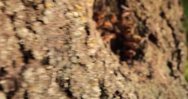 Bark Witnessing Splendor Honeybees Nesting Tree Hollow — Stock Video