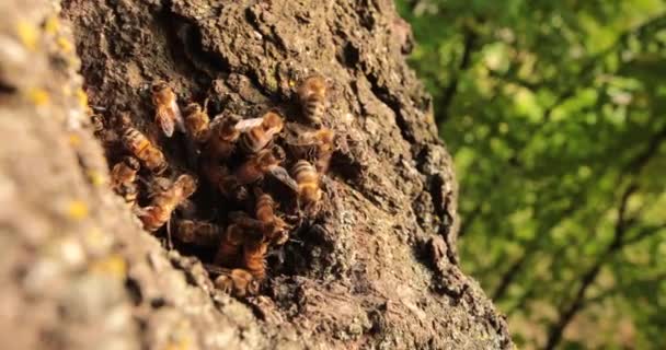 Dolda Honungsskapare Fånga Det Levande Livet För Bin Deras Träd — Stockvideo