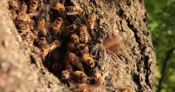 蜜蜂王国的秘密 在树洞中探索迷人的世界 — 图库视频影像