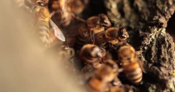 Naturezas Bee Haven Descobrindo Comunidade Próspera Abelhas Uma Caverna Árvore — Vídeo de Stock