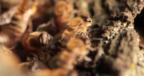 Peek Natures Apiary Testemunhando Abelhas Seu Santuário Cavidade Árvore — Vídeo de Stock