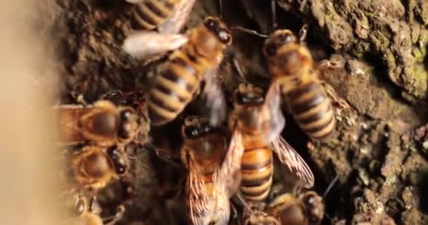 Buzzing Harmony Σύλληψη Του Intricate Web Life Κατοικία Μελισσών — Αρχείο Βίντεο