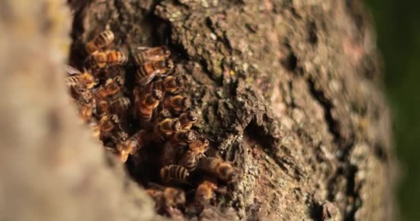 Natures Sweet Symphony Honeybees Thriving Tree Hollow Haven — Vídeo de stock
