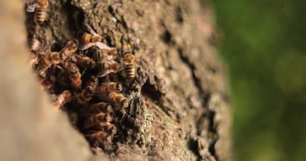 Spojrzenie Brzęczące Królestwo Życie Pszczół Miodnych Pustym Domu — Wideo stockowe
