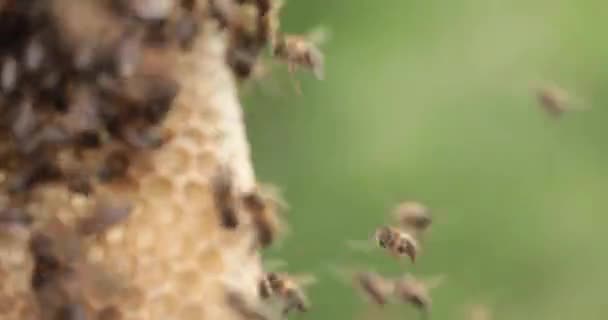 Бджоли Працюють Майбутнього Меду Бджоли Збирають Нектар Перероблених Воскових Гребінців — стокове відео