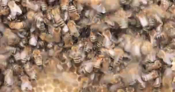 Сталий Баз Бджоли Збирають Мед Перероблених Воскових Комбайнів — стокове відео