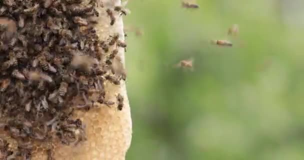Viaszból Méz Méhek Átalakítása Újrahasznosított Viasz Fésűk Golden Nectar — Stock videók